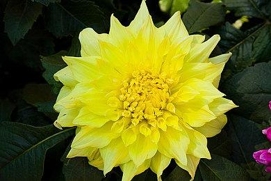 《星球大战绝地：幸存者》PS5 Pro基础分辨率大提升