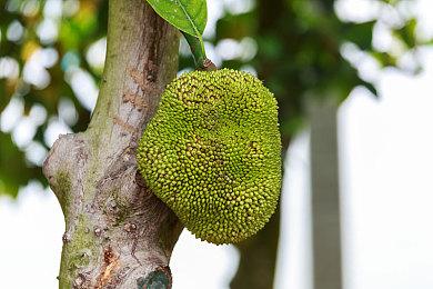 《彩虹六号：围攻》移除Vulkan接口 游戏性能严重受创